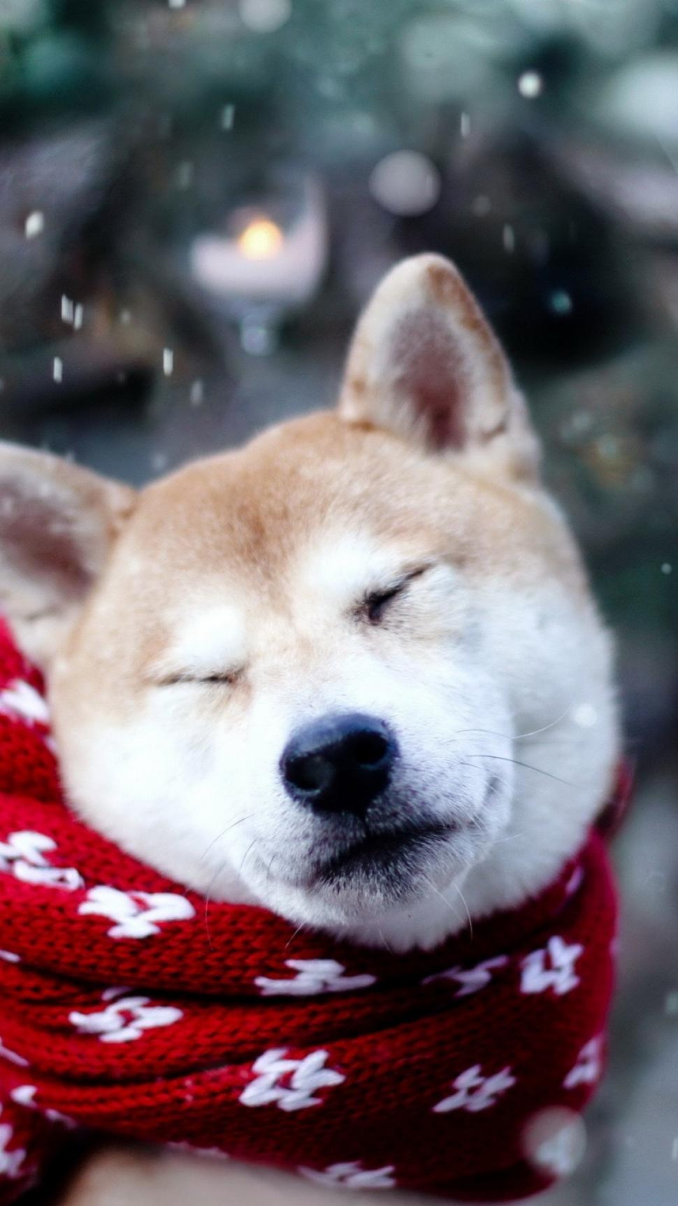 Dog, Shiba Inu, Sleeping wallpaper,dog wallpaper,shiba inu wallpaper,sleeping wallpaper,1080x1920 wallpaper