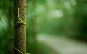 Macro Green Tree Plant Bokeh HD wallpaper thumb