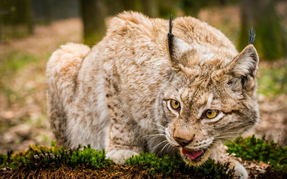 Lynx, wild cat, face close-up wallpaper,Lynx HD wallpaper,Wild HD wallpaper,Cat HD wallpaper,Face HD wallpaper,2560x1600 wallpaper