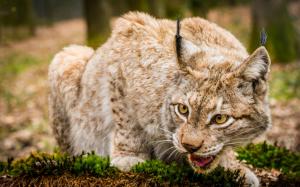 Lynx, wild cat, face close-up wallpaper thumb