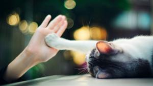 Cute cat touch hand palm, bokeh wallpaper thumb