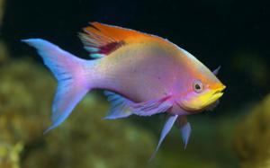 Rainbow Fish wallpaper thumb