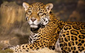 Animals close-up, jaguar, predator wallpaper thumb
