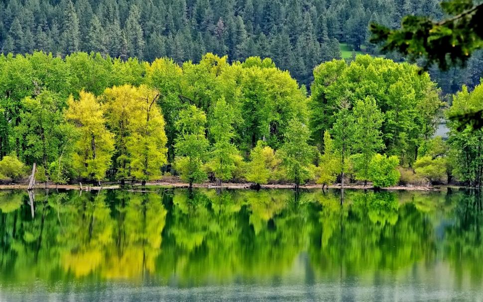 River, forest, trees, green, water reflection wallpaper,River HD wallpaper,Forest HD wallpaper,Trees HD wallpaper,Green HD wallpaper,Water HD wallpaper,Reflection HD wallpaper,1920x1200 wallpaper