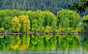 River, forest, trees, green, water reflection wallpaper thumb