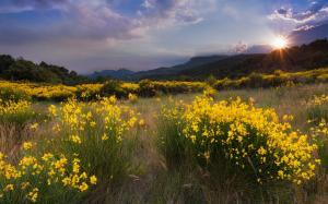Nature landscape, meadow, yellow flowers, grass, sunset, mountains wallpaper thumb