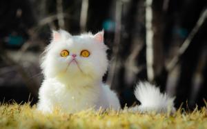 White furry cat, yellow eyes, grass wallpaper thumb