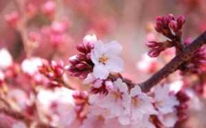 Flowers close-up of the cherry blossom season wallpaper thumb