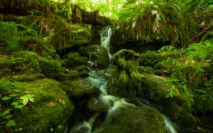 Forest Jungle Green Stream Timelapse Moss Fern Rocks Stones HD wallpaper thumb