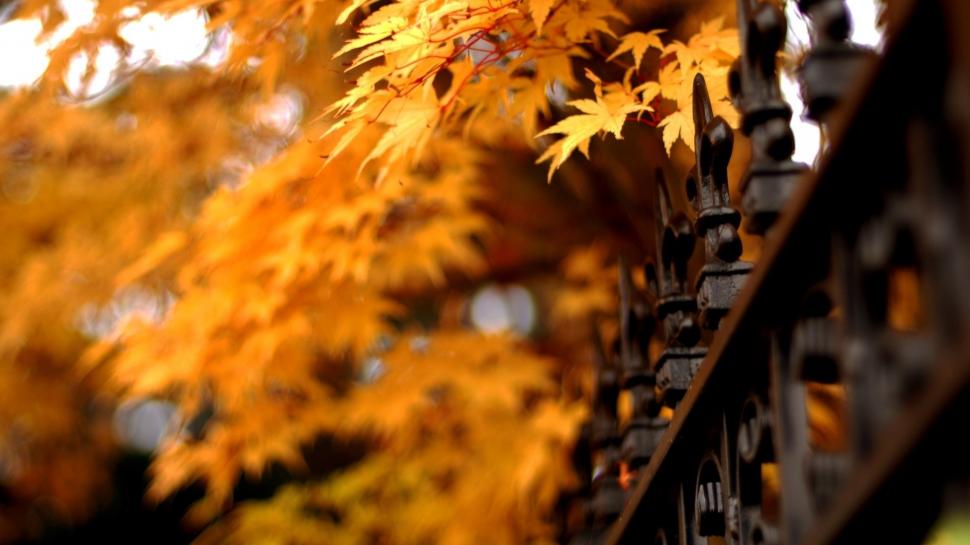 Leaves, Autumn, Fence, Bokeh, Photography wallpaper,leaves HD wallpaper,autumn HD wallpaper,fence HD wallpaper,bokeh HD wallpaper,photography HD wallpaper,1920x1080 wallpaper
