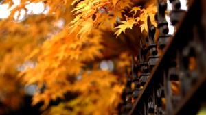 Leaves, Autumn, Fence, Bokeh, Photography wallpaper thumb