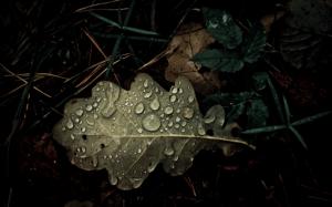 Leaf Water Drops HD wallpaper thumb