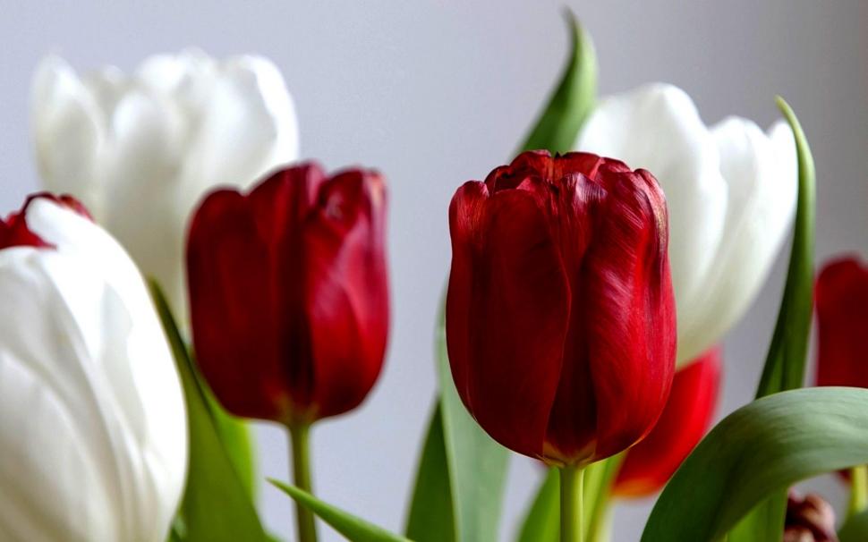 Tulips In Red N White wallpaper,flower HD wallpaper,white HD wallpaper,tulips HD wallpaper,nature & landscapes HD wallpaper,1920x1200 wallpaper