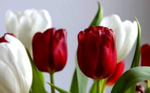 Tulips In Red N White wallpaper thumb
