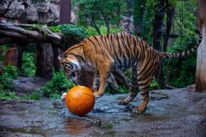 tiger, ball, zoo, play, predator wallpaper thumb