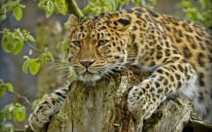 Amur Leopard Predator wallpaper thumb