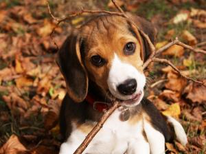 Playful Beagle wallpaper thumb