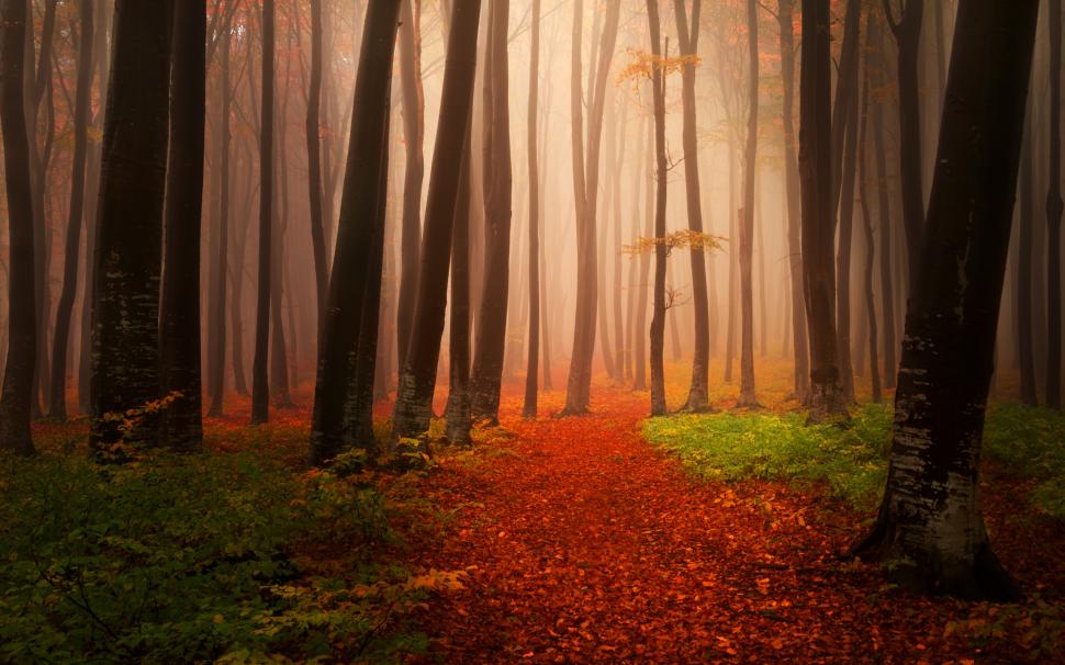 Autumn, trees, fog, forest, trail wallpaper,Autumn HD wallpaper,Trees HD wallpaper,Fog HD wallpaper,Forest HD wallpaper,Trail HD wallpaper,2560x1600 wallpaper