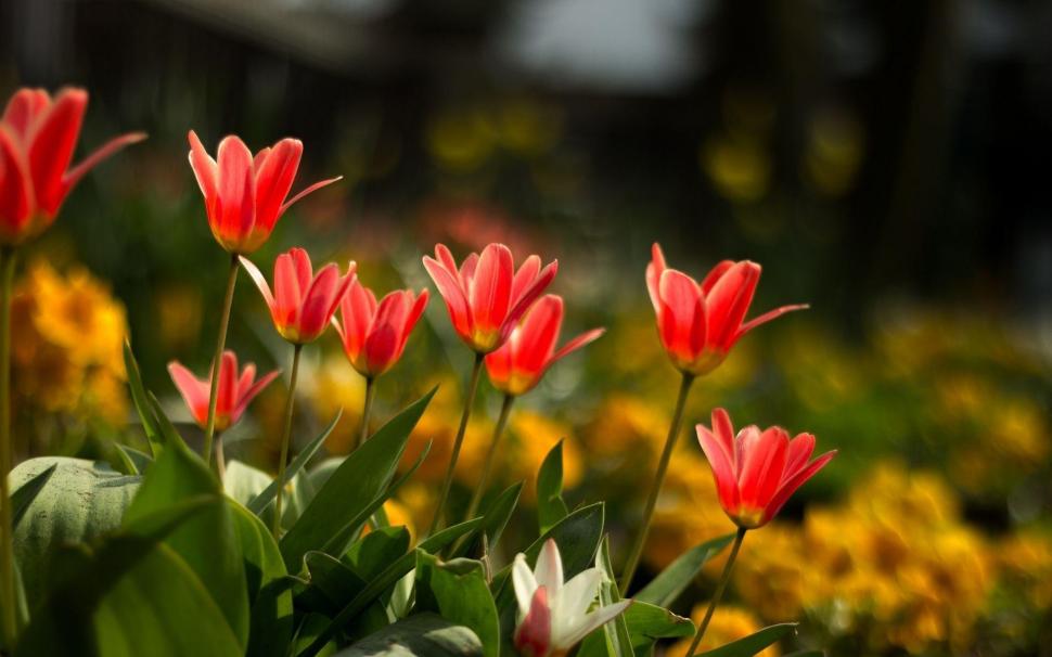 Blossoming tulips wallpaper,flowers HD wallpaper,1920x1200 HD wallpaper,tulip HD wallpaper,1920x1200 wallpaper