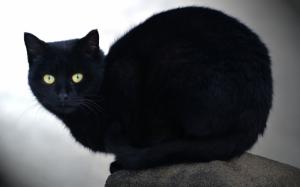 Black cat, yellow eyes, stone wallpaper thumb