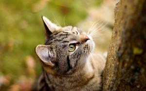 Cat staring at the tree wallpaper thumb