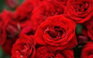 Roses Flowers Red Bouquet wallpaper thumb
