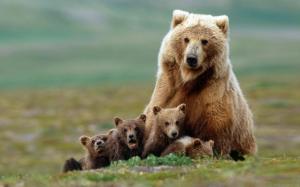 Mother bear and cubs wallpaper thumb