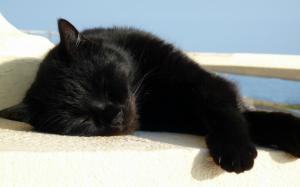 Black cat sleeping in the sun wallpaper thumb