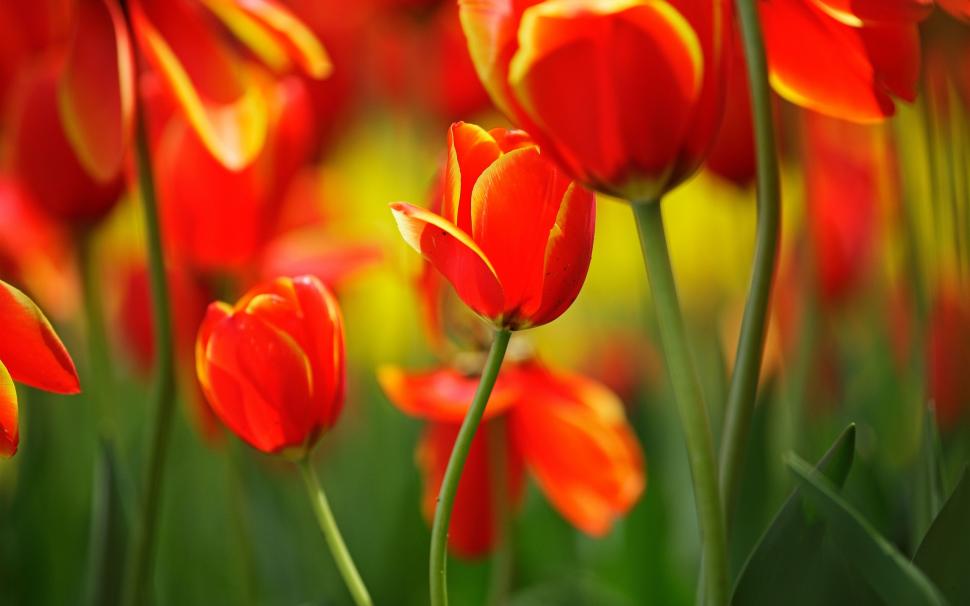 Red tulips, flowers, buds, stems, spring, bokeh wallpaper,Red HD wallpaper,Tulips HD wallpaper,Flowers HD wallpaper,Buds HD wallpaper,Stems HD wallpaper,Spring HD wallpaper,Bokeh HD wallpaper,2560x1600 wallpaper