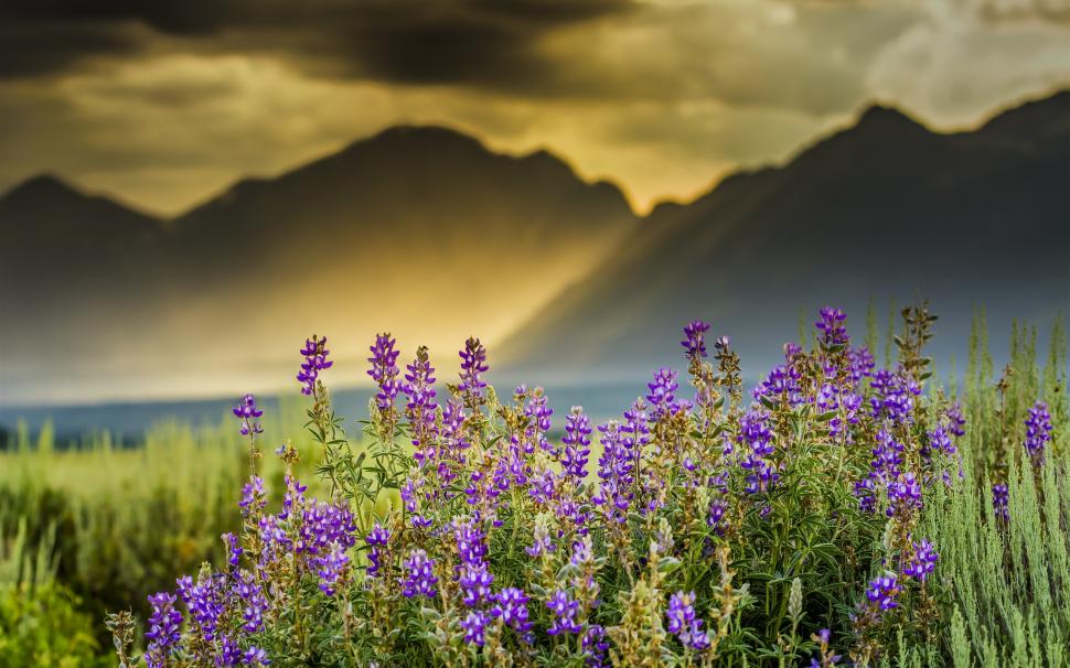 Flowers, mountains, sun rays, clouds, dawn wallpaper,Flowers HD wallpaper,Mountains HD wallpaper,Sun HD wallpaper,Rays HD wallpaper,Clouds HD wallpaper,Dawn HD wallpaper,2560x1600 wallpaper