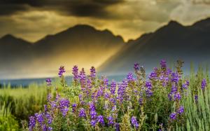 Flowers, mountains, sun rays, clouds, dawn wallpaper thumb