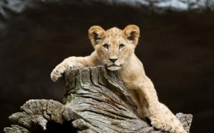Babies Lions Cubs Predator Wildlife Face Eyes Pov 1080p wallpaper thumb