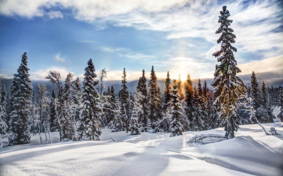 Trysil, Norway, winter, snow, forest, trees, spruce, sun wallpaper,Trysil HD wallpaper,Norway HD wallpaper,Winter HD wallpaper,Snow HD wallpaper,Forest HD wallpaper,Trees HD wallpaper,Spruce HD wallpaper,Sun HD wallpaper,2560x1600 wallpaper