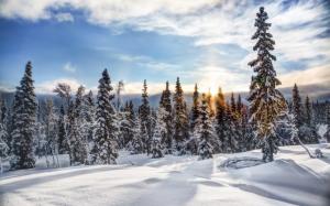 Trysil, Norway, winter, snow, forest, trees, spruce, sun wallpaper thumb