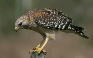 Bird close-up, hawk, sits on the stump wallpaper thumb