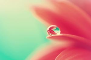 Water Drops, Macro, Flowers, Dew, Petals wallpaper thumb