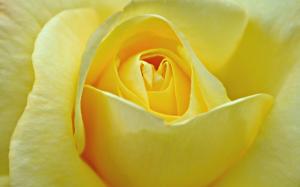 Pale Yellow Rose wallpaper thumb