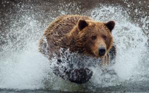 Bear Running Splash wallpaper thumb