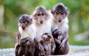 Animals family, monkey, mother, baby wallpaper thumb