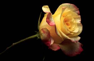 *** Yellow Rose *** wallpaper thumb