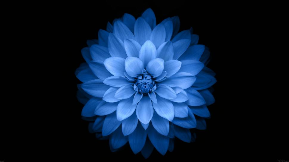 Beautiful Blue Flower on Black wallpaper,Flowers HD wallpaper,2560x1440 wallpaper