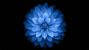 Beautiful Blue Flower on Black wallpaper thumb