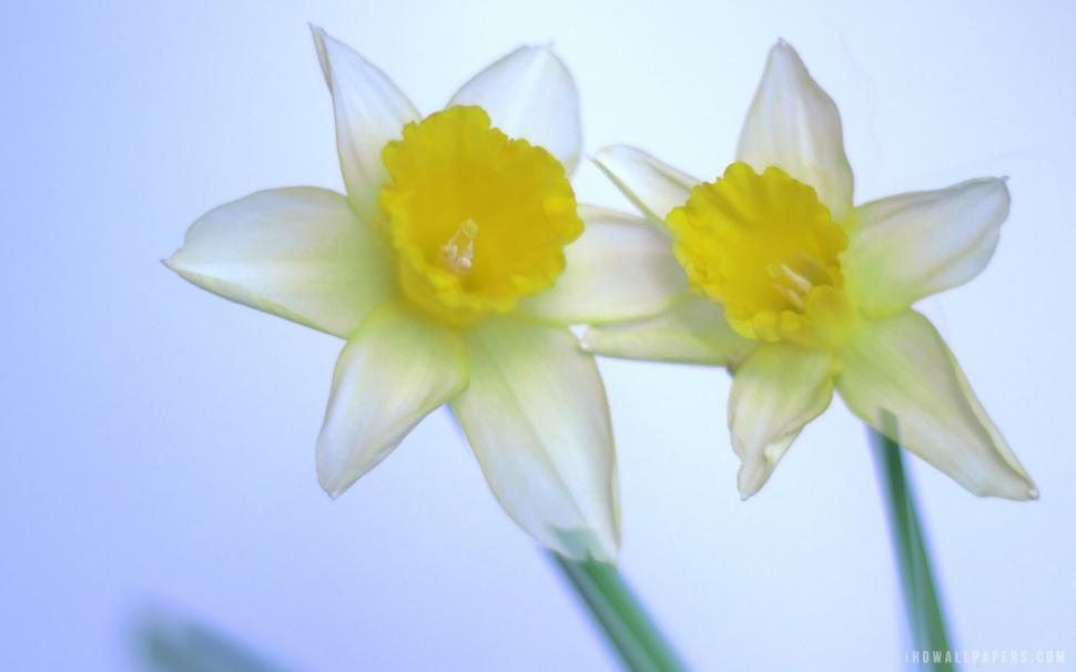 Beautiful Daffodils wallpaper,daffodils HD wallpaper,beautiful HD wallpaper,1920x1200 wallpaper