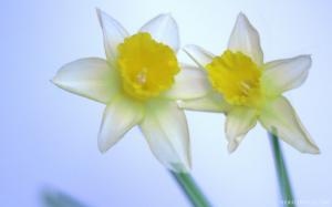 Beautiful Daffodils wallpaper thumb