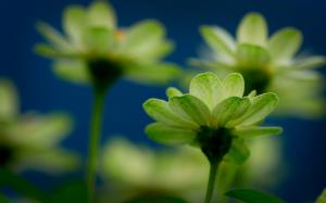 Green flowers macro wallpaper thumb