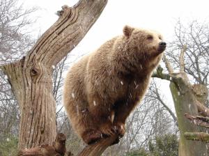 Bear standing on tree stump wallpaper thumb