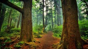 Trees HDR Forest HD wallpaper thumb