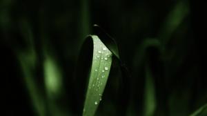 Water Drops Plant Leaves HD wallpaper thumb
