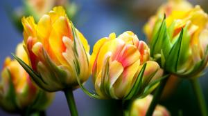 tulips, macro, bright, flora, flowers, yellow flowers wallpaper thumb