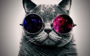 Black and white cat with colored glasses wallpaper thumb
